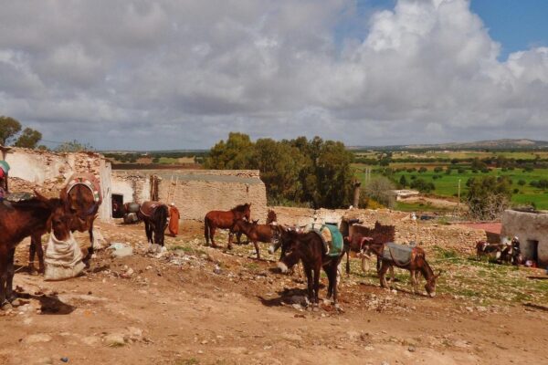 Half-Day Essaouira City Tour & Berber Market Experience