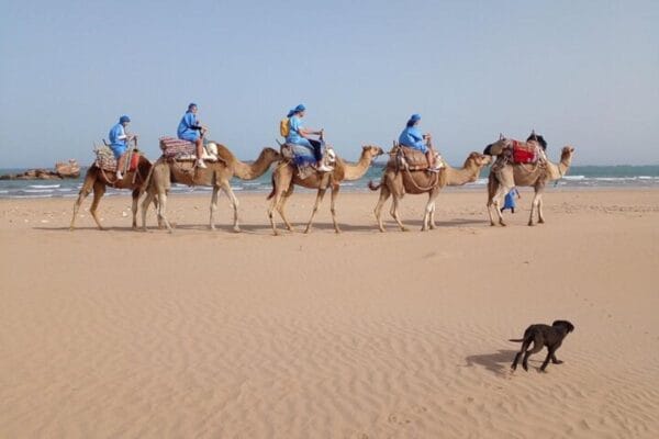 Camel Ride – 1 Hour