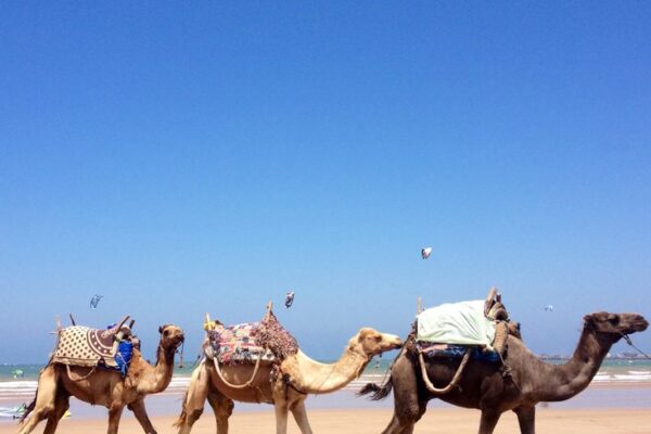 Camel Ride – 1 Hour