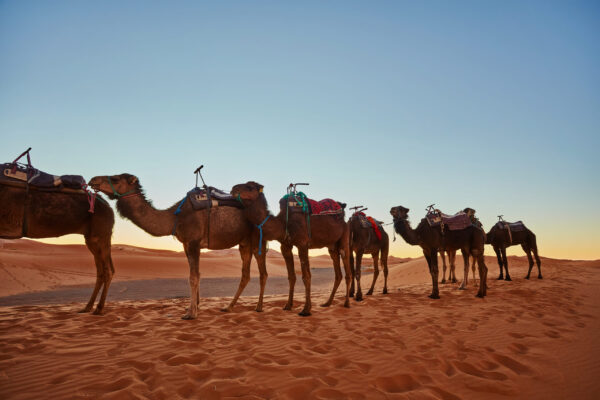 Camel Ride – 1 Hour