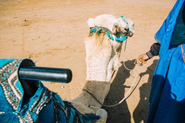 Camel Ride – 1 Hour