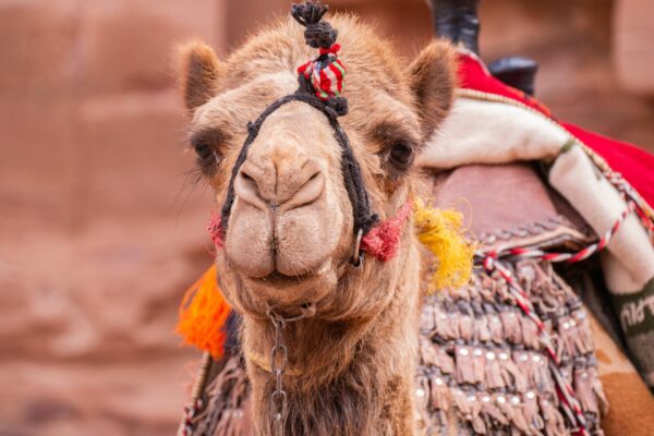 Camel Ride – 1 Hour