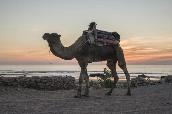 Camel Ride – 1 Hour