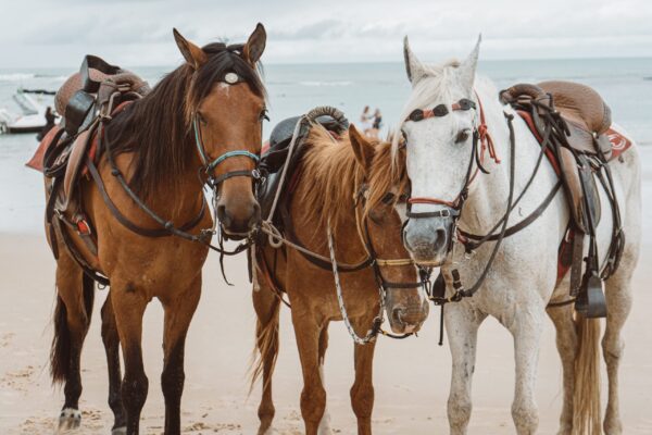 Horse Riding – 2 Hours