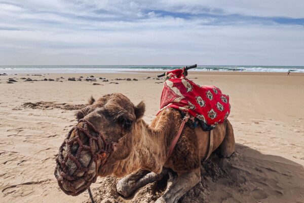 Camel Ride – 1 Hour
