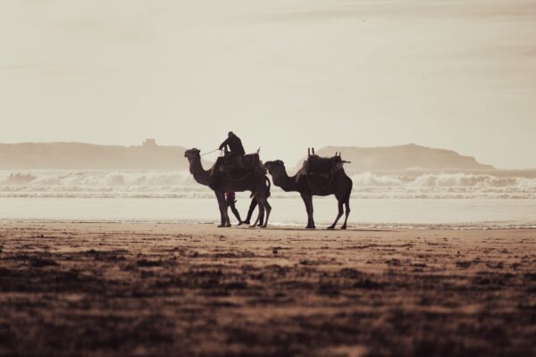 Camel Ride – 1 Hour