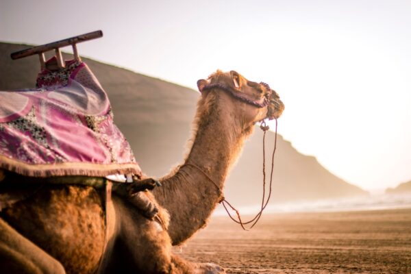 Camel Ride – 1 Hour
