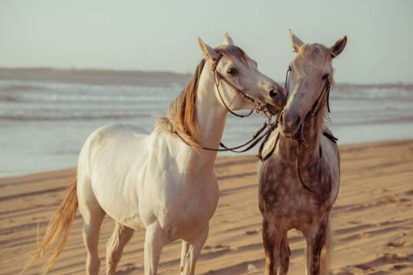 Horse Riding – 2 Hours