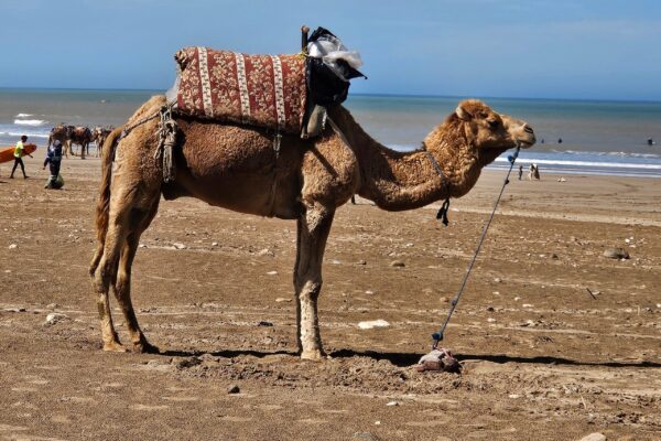 Camel Ride – 2 Hours