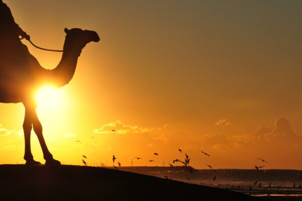 Camel Ride – 1 Hour