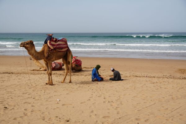 Camel Ride – 1 Hour