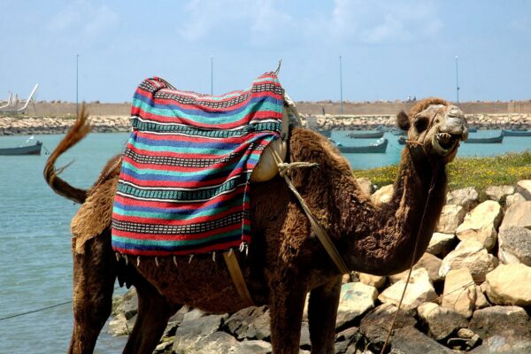 Camel Ride – 1 Hour