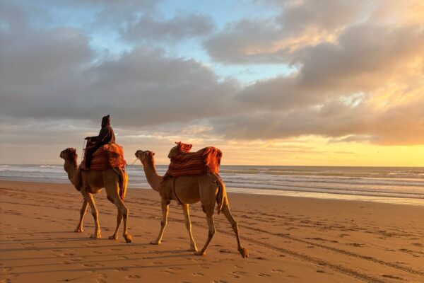 Camel Ride – 1 Hour