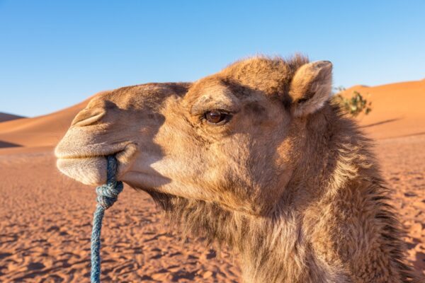 Camel Ride – 1 Hour